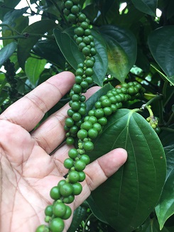 bua’ lada or pepper berries